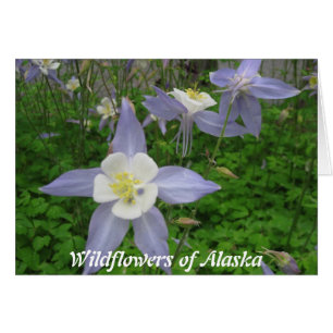 Flores silvestres de Alaska-Columbine (Aquilegiaca