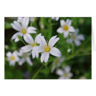 Flores silvestres de bosques