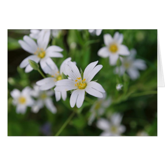 Flores silvestres de bosques (Anverso (Horizontal))
