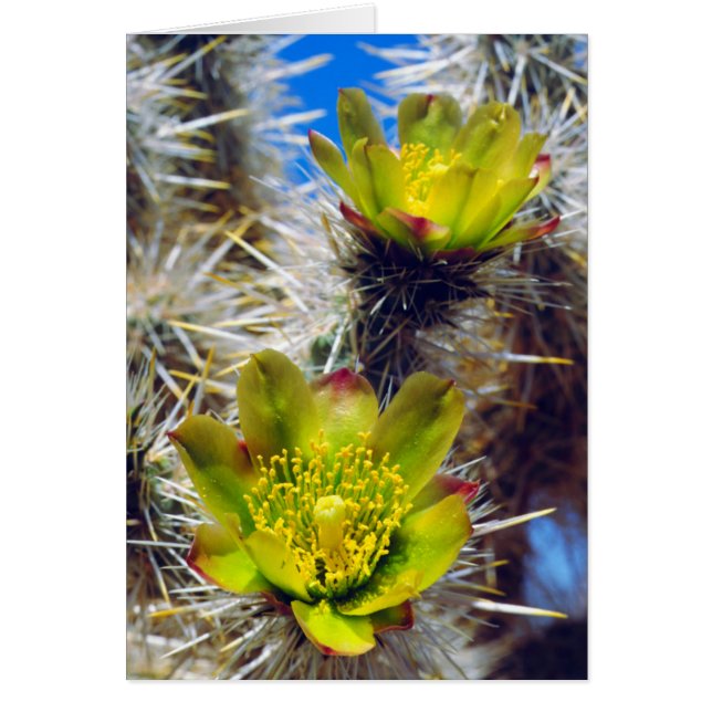 Flores silvestres de cactus Cholla de plata (Frente)