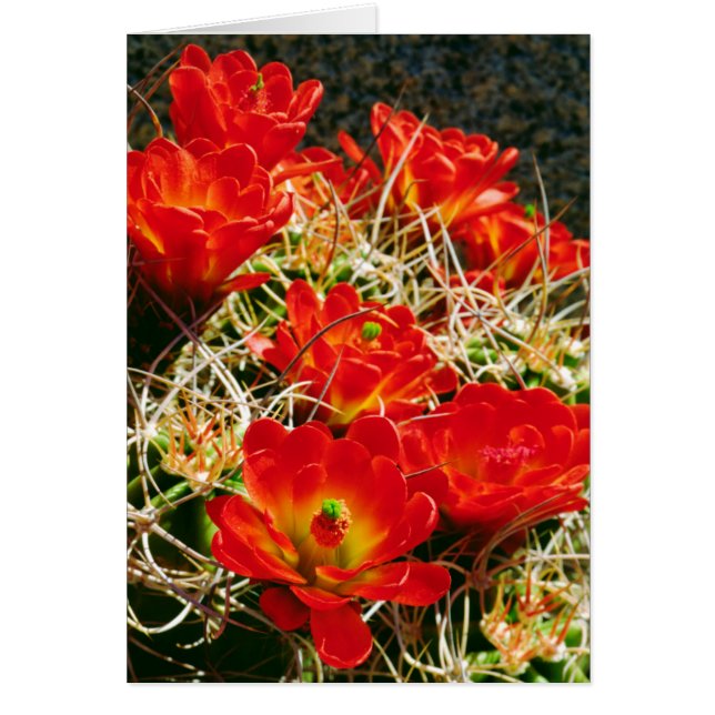 Flores silvestres de cactus Copa de Clarete (Frente)