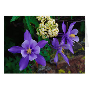 Flores silvestres de columbina mutante