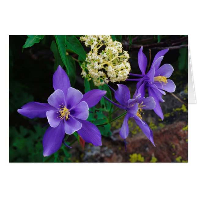 Flores silvestres de columbina mutante (Anverso (Horizontal))