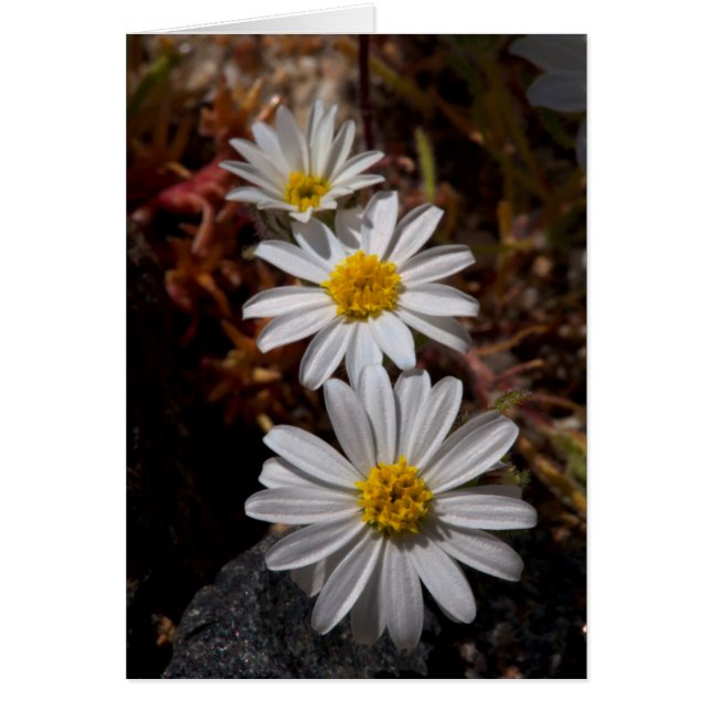 Flores silvestres de la estrella del desierto (Frente)