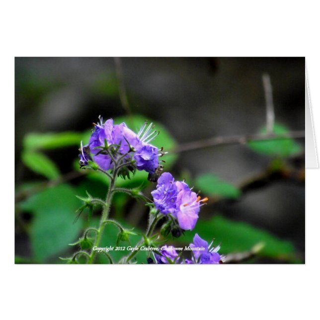 Flores silvestres de la montaña Chilhowee, Tenness (Anverso (Horizontal))