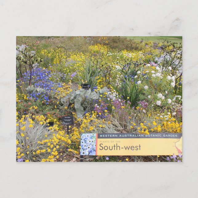 Flores silvestres de la postal de Australia Occide (Anverso)