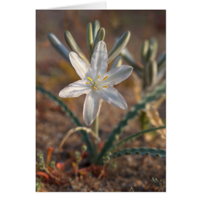 Flores silvestres de lirio del desierto (Frente)
