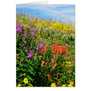 Flores silvestres de Montaña Rocosa