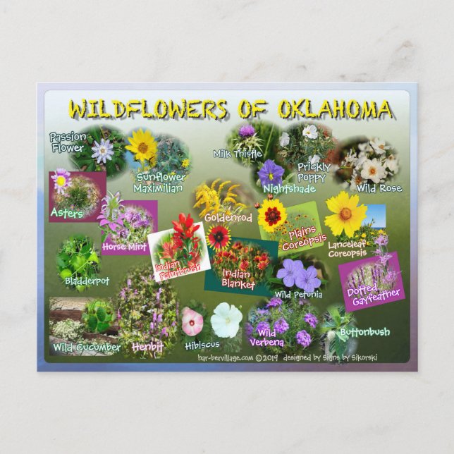 flores silvestres de Oklahoma postal 19r (Anverso)