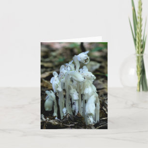Flores silvestres de pipa india blanca Naturaleza