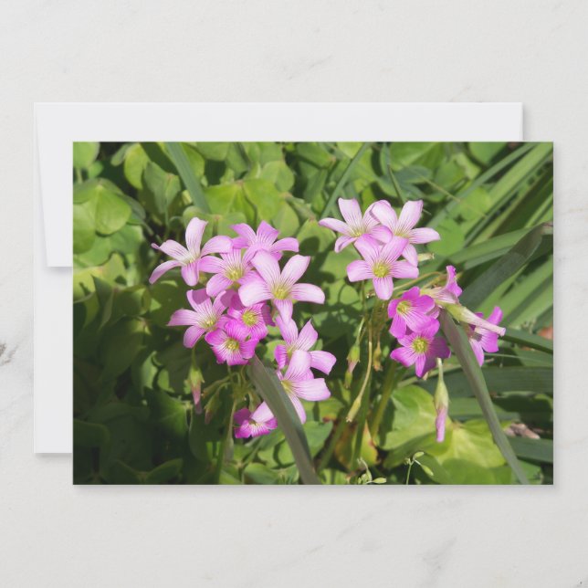 Flores silvestres de primavera rosa delgada (Anverso)