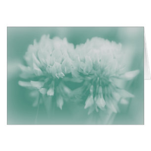 Flores silvestres de trébol blanco