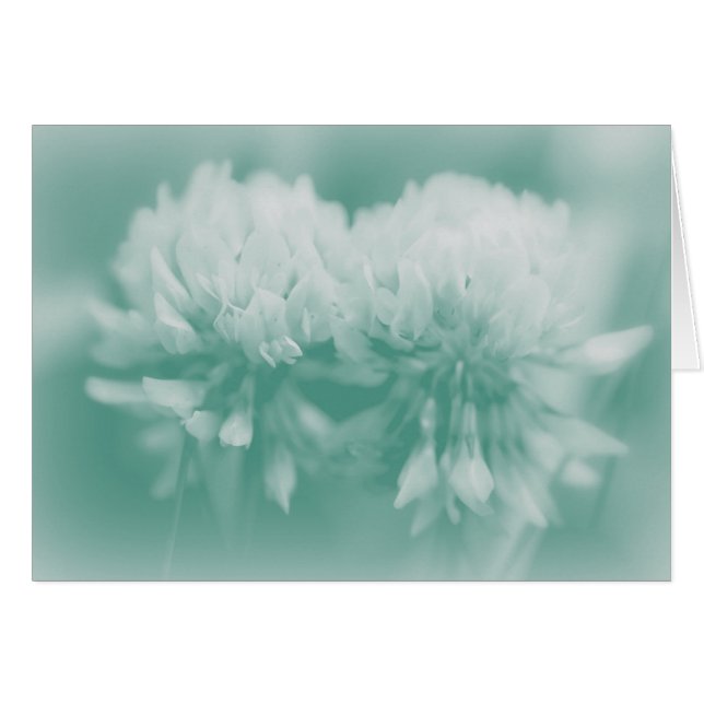 Flores silvestres de trébol blanco (Anverso (Horizontal))