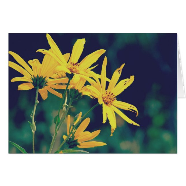 Flores silvestres de verano (Anverso (Horizontal))