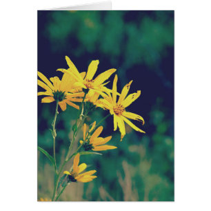 Flores silvestres de verano