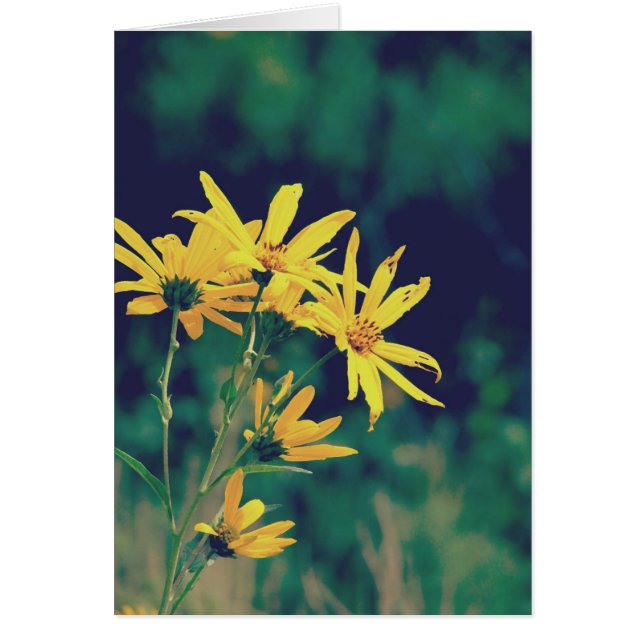 Flores silvestres de verano (Frente)