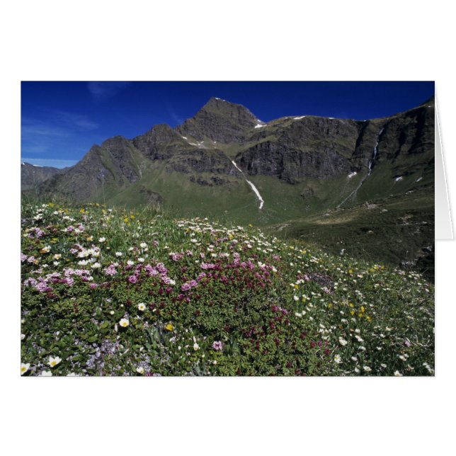 Flores silvestres, floreciendo, Alpes, Suiza (Anverso (Horizontal))