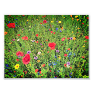 Flores silvestres Foto Papel profesional (satinado