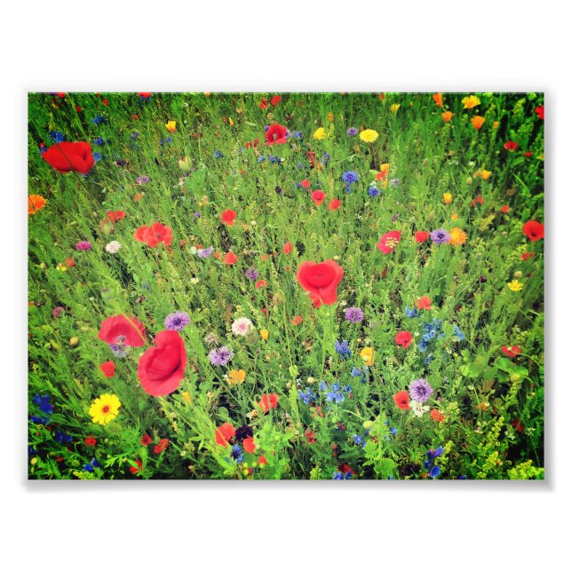 Flores silvestres Foto Papel profesional (satinado (Frente)