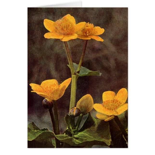 Flores silvestres: Marsh Marigold Card (Frente)