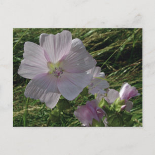 Flores silvestres No. 3 Postales