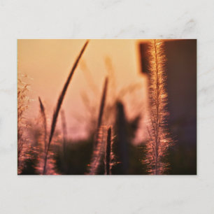 flores silvestres - postales