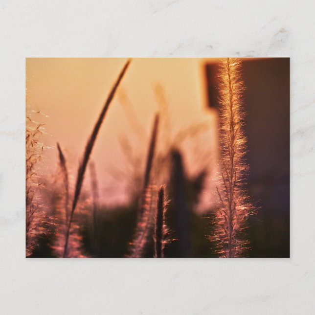 flores silvestres - postales (Anverso)