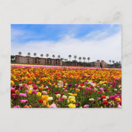 Flores silvestres postales en Carlsbad