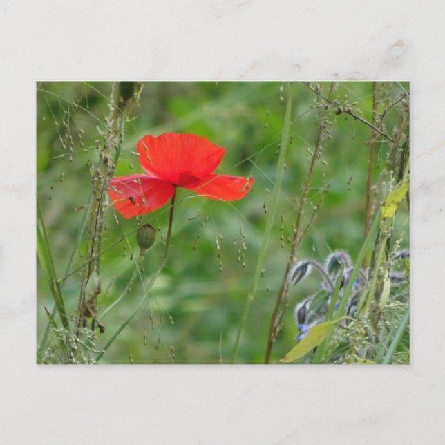 Flores silvestres: tarjeta postal Red Poppy DIY (Anverso)