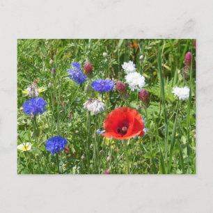 Flores silvestres: tarjeta postal roja blanca azul
