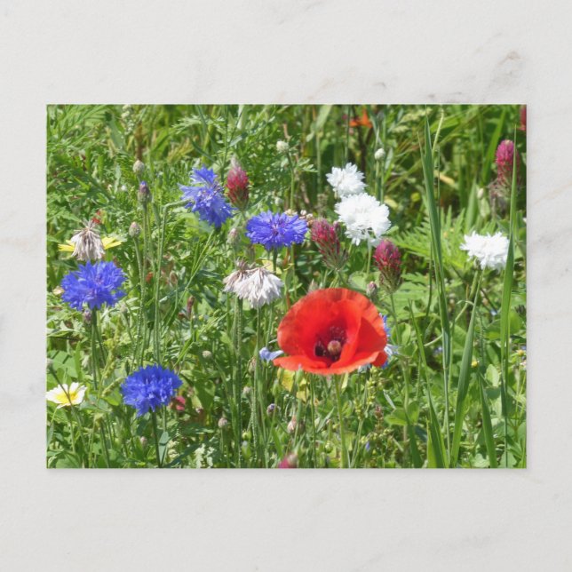 Flores silvestres: tarjeta postal roja blanca azul (Anverso)