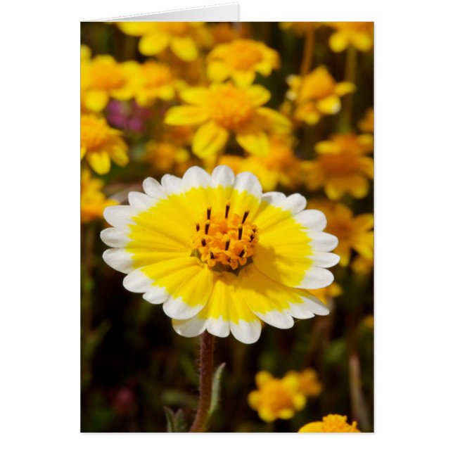 Flores silvestres Tidy Tip (Frente)