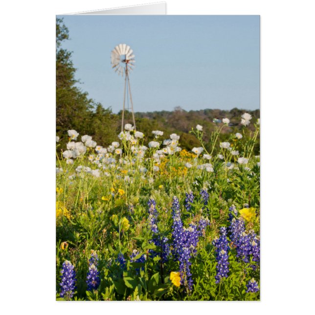 Flores Silvestres Y Molino De Viento En Texas Hill (Frente)