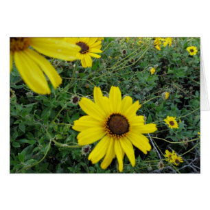 Flores Sunshine