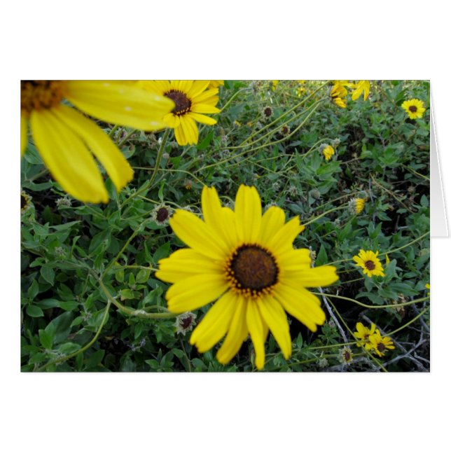 Flores Sunshine (Anverso (Horizontal))