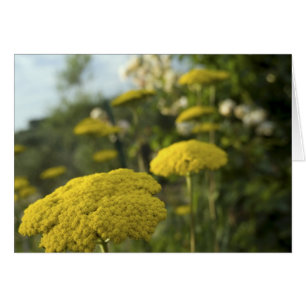 Flores toscanas amarillas