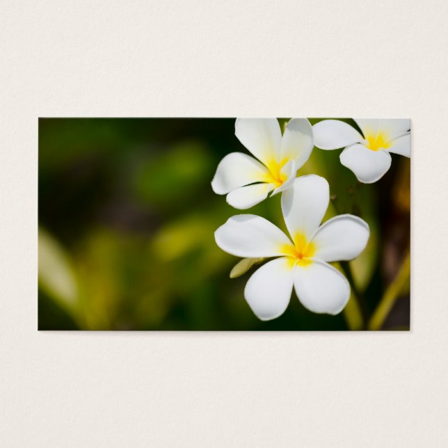 Flores tropicales frangianas blancas (Frente)