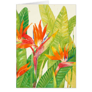 Flores tropicales   Pájaro del paraíso