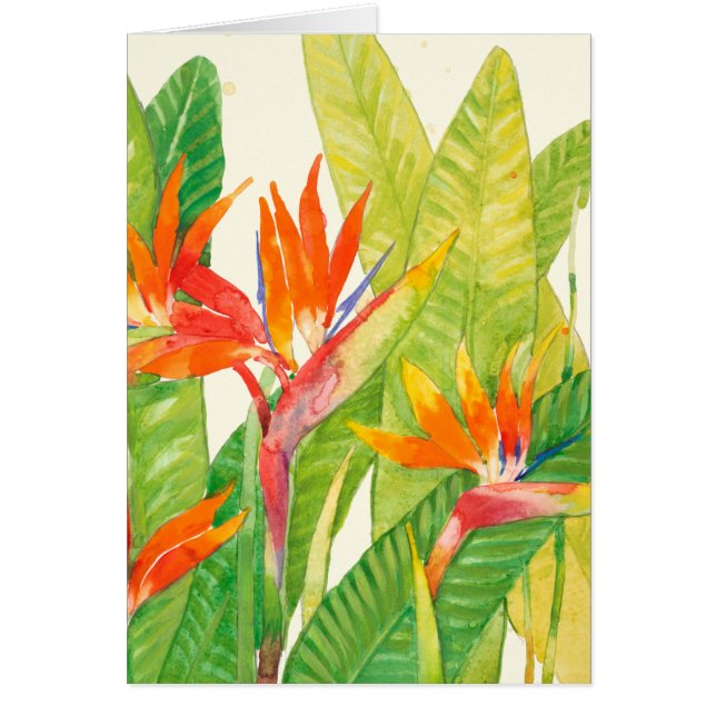 Flores tropicales | Pájaro del paraíso (Frente)