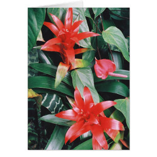 Flores tropicales rojas de Spikey