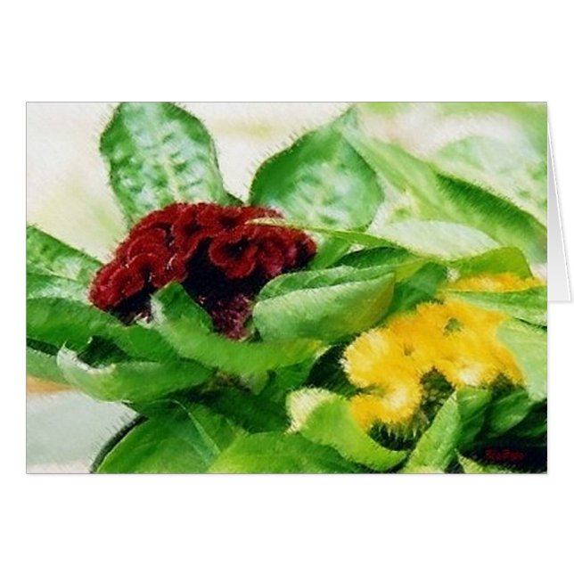 Flores vegetales de Celosia Cockscomb (Anverso (Horizontal))