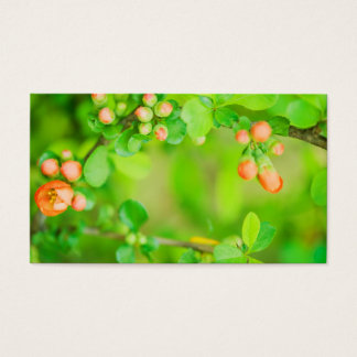 Flores verdes y rojas frescas