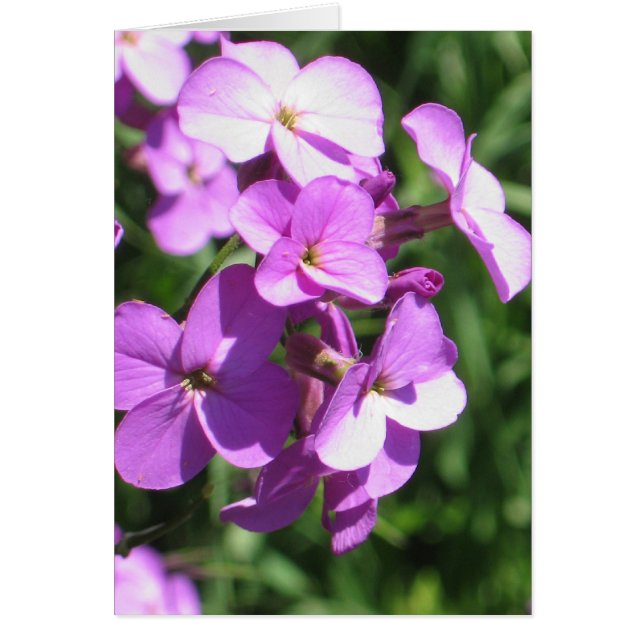 Flores violetas en blanco (Frente)