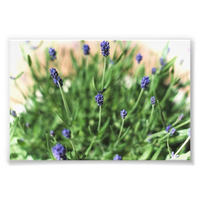Flores violetas - Impresión fotográfica (Frente)