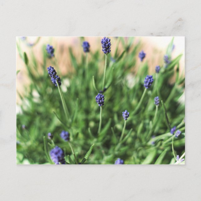 Flores violetas - postal (Anverso)