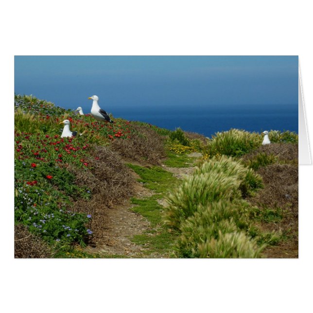 Flores y gaviotas en la isla Anacapa (Anverso (Horizontal))