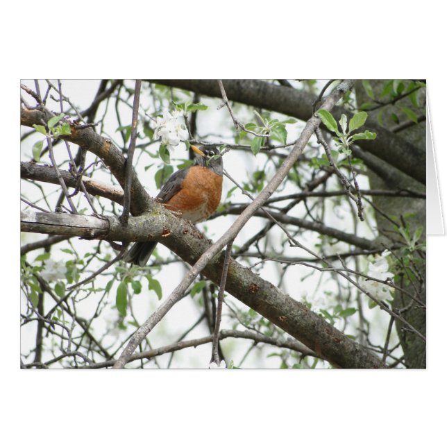 Flores y petirrojo, primavera de Apple (Anverso (Horizontal))