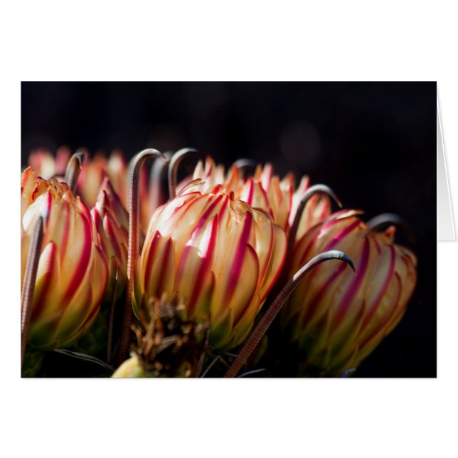 Flores y púas (Anverso (Horizontal))