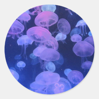 Florida Acuario Jellyfish Foto de Pegatinas