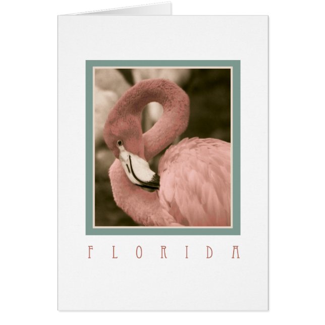 Florida Flamingos (Frente)